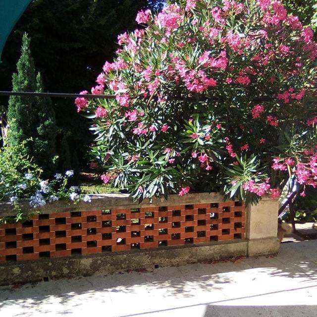 Le Petit Palais Maisonnette Aparthotel Avignon Exterior photo